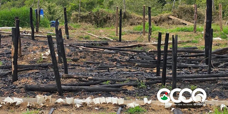 Ocoa sigue produciendo, desmantelan otro cultivo de marihuana