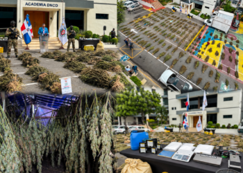 Azua también tenía su “jardín secreto”: ocupan más de 10 mil plantas de marihuana