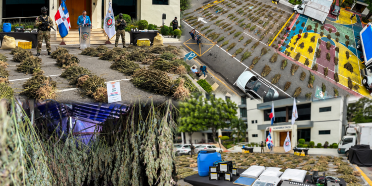 Azua también tenía su “jardín secreto”: ocupan más de 10 mil plantas de marihuana