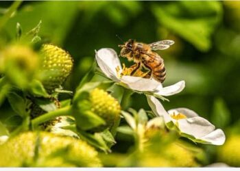 Concurso de Fotografía Ocoa premiará las mejores imágenes sobre la biodiversidad de la provincia