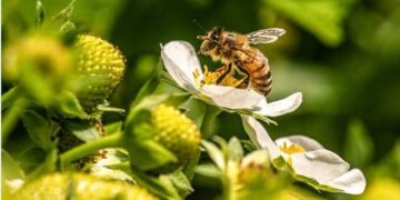 Concurso de Fotografía Ocoa premiará las mejores imágenes sobre la biodiversidad de la provincia