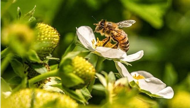 Concurso de Fotografía Ocoa premiará las mejores imágenes sobre la biodiversidad de la provincia